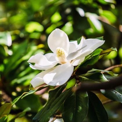 Magnólia veľkokvetá - Magnolia grandiflora - semiačka - 5 ks