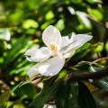 Magnólia veľkokvetá - Magnolia grandiflora - semiačka - 5 ks