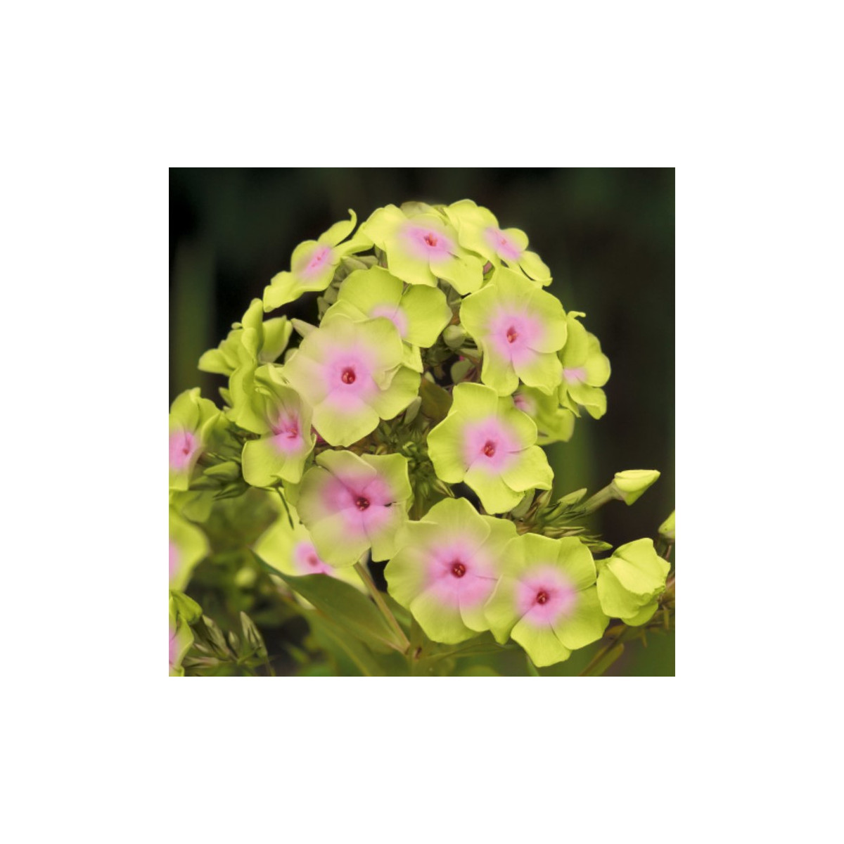 Plamienka Sherbet Blend - Phlox - voľnokorenné sadeničky plamienky - 1 ks