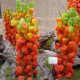 Mochyňa - Physalis alkekengii - semiačka - 6 ks