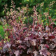 Heuchera Purple Palace - Heuchera - voľnokorenné sadenice heuchery - 1 ks