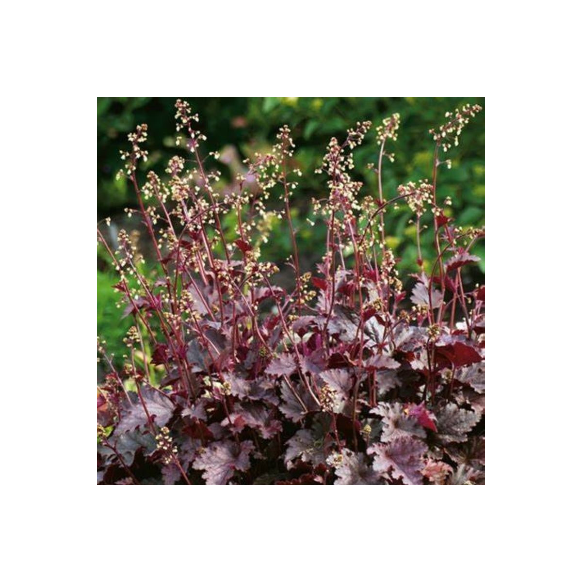 Heuchera Purple Palace - Heuchera - voľnokorenné sadenice heuchery - 1 ks