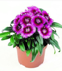 Klinček Chiba Purple Picotee F1 - Dianthus interspecific - predaj semien - 18 ks