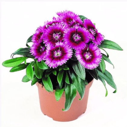 Klinček Chiba Purple Picotee F1 - Dianthus interspecific - predaj semien - 18 ks