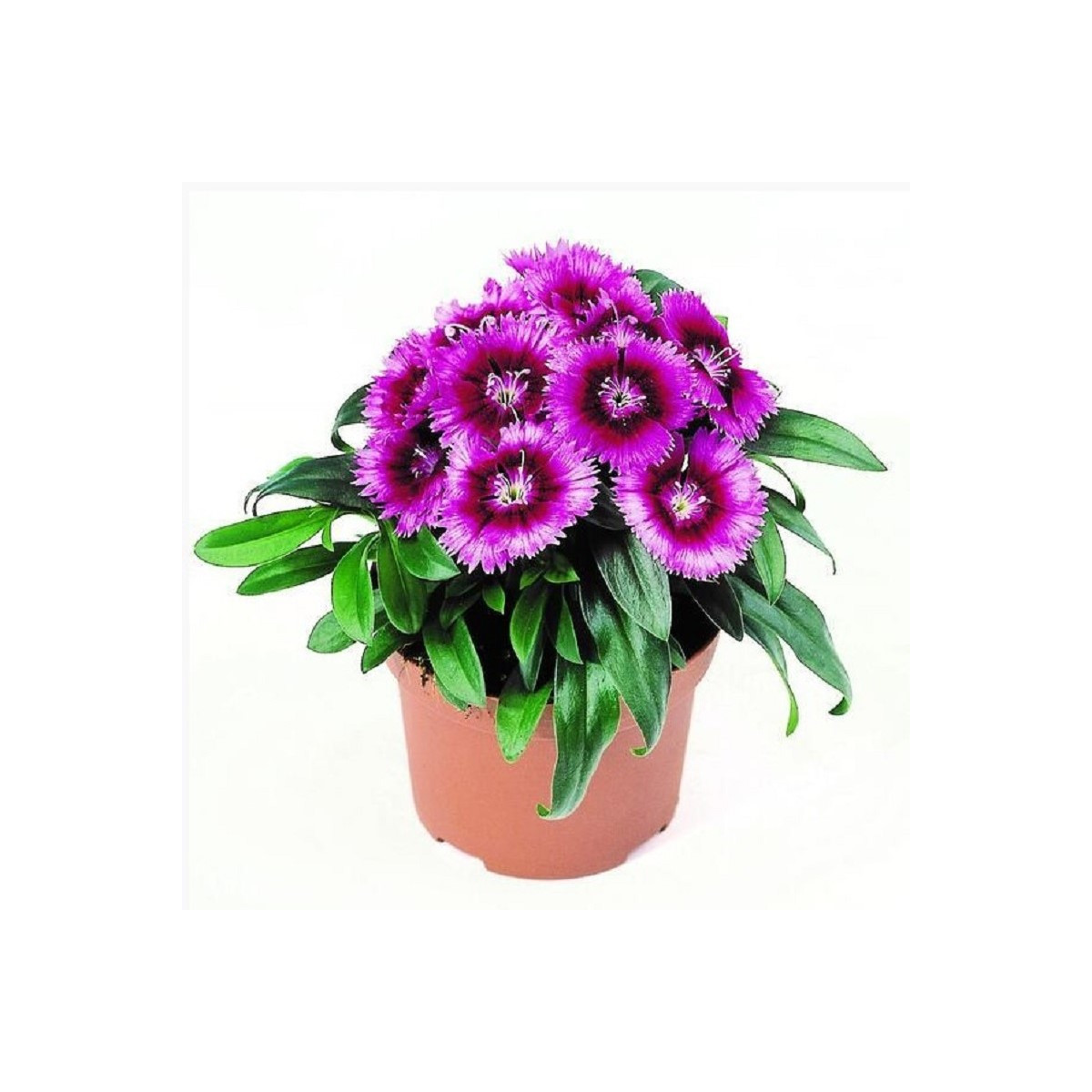 Klinček Chiba Purple Picotee F1 - Dianthus interspecific - predaj semien - 18 ks