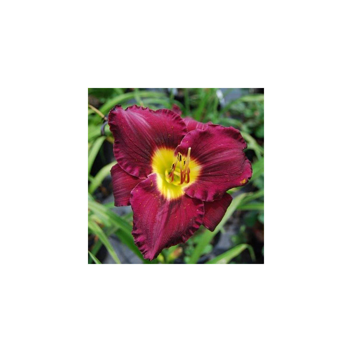 Ľaliovka Catcher in the Eye - Hemerocallis - predaj cibuľovín - 1 ks