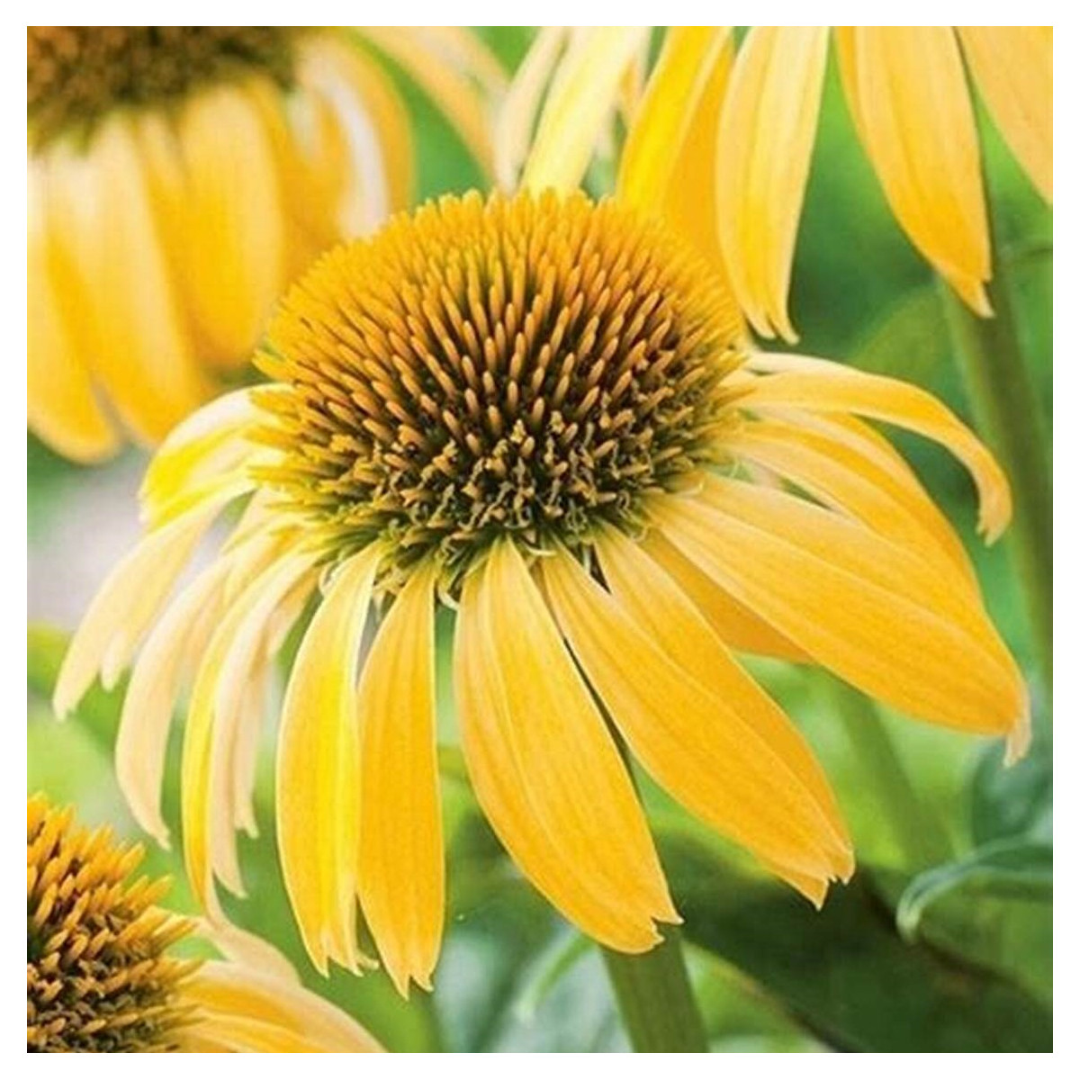 Echinacea žltá - Echinacea - voľnokorenné sadenice echinacey - 1 ks