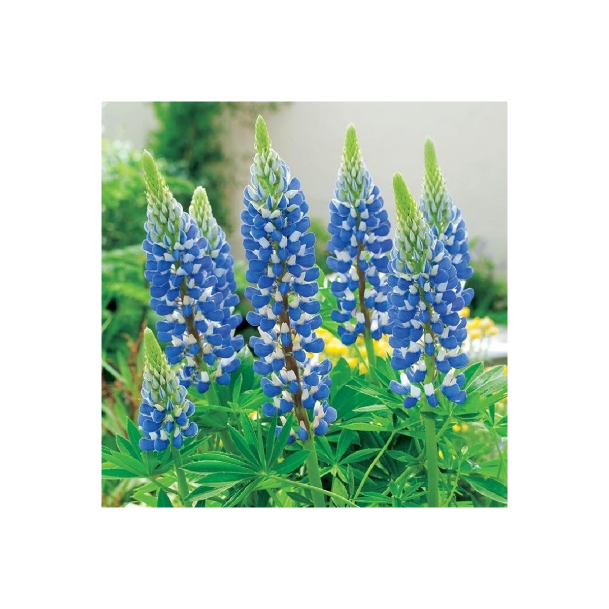 Lupina modrá - Lupinus - voľnokorenné sadenice plamienky - 1 ks