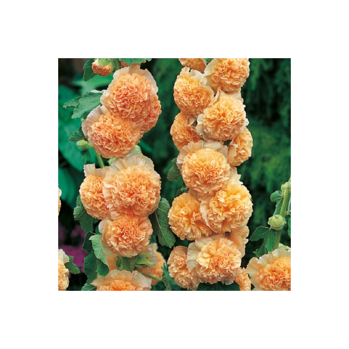 Topoľovka oranžová - Alcea - voľnokorenné sadenice topoľovky - 1 ks