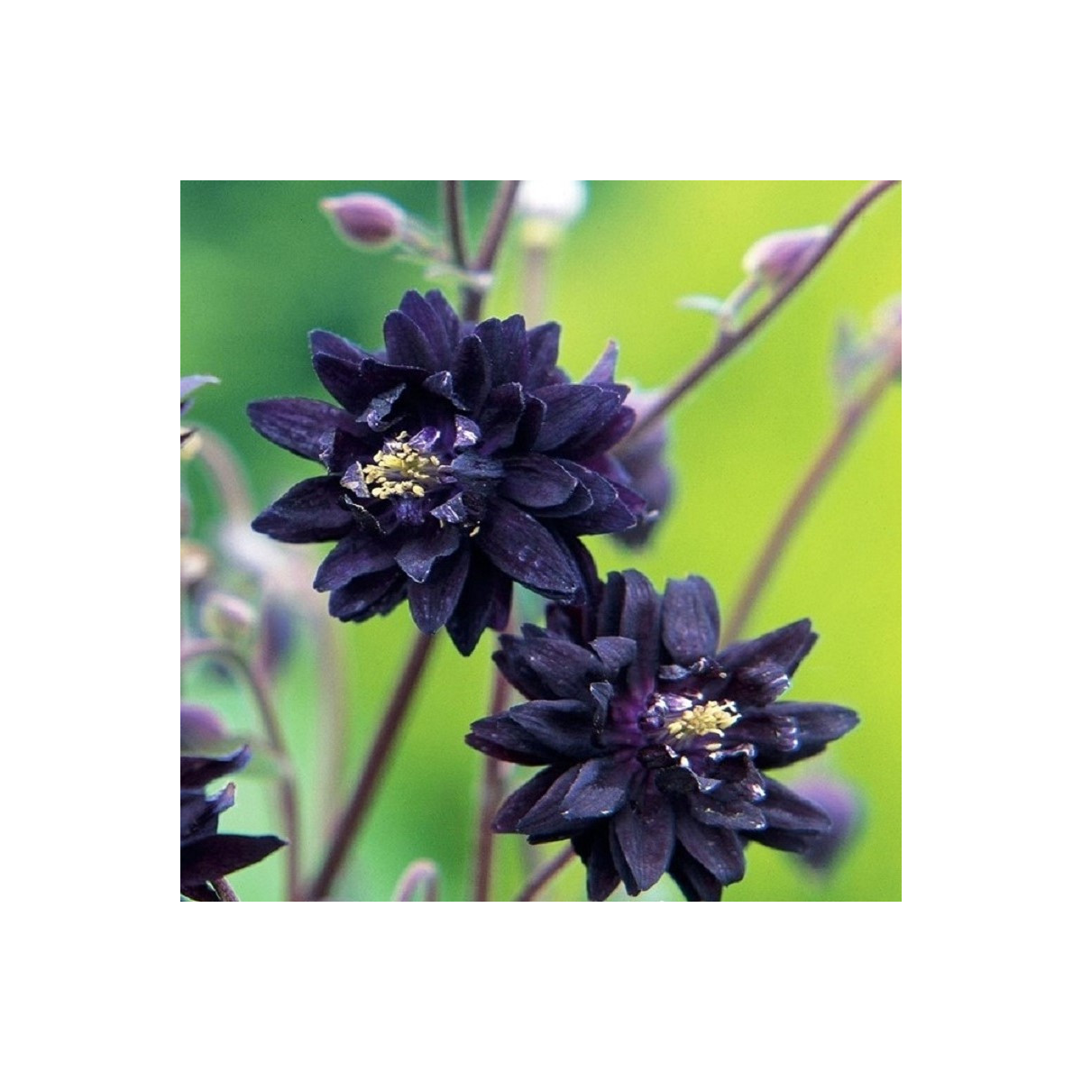 Orlíček plnokvetý čierny - Aquilegia - voľnokorenené sadeničky orlíčka - 1 ks