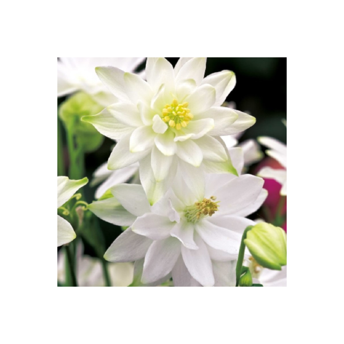 Orlíček plnokvetý biely - Aquilegia - voľnokorenné sadenice orlíčka - 1 ks