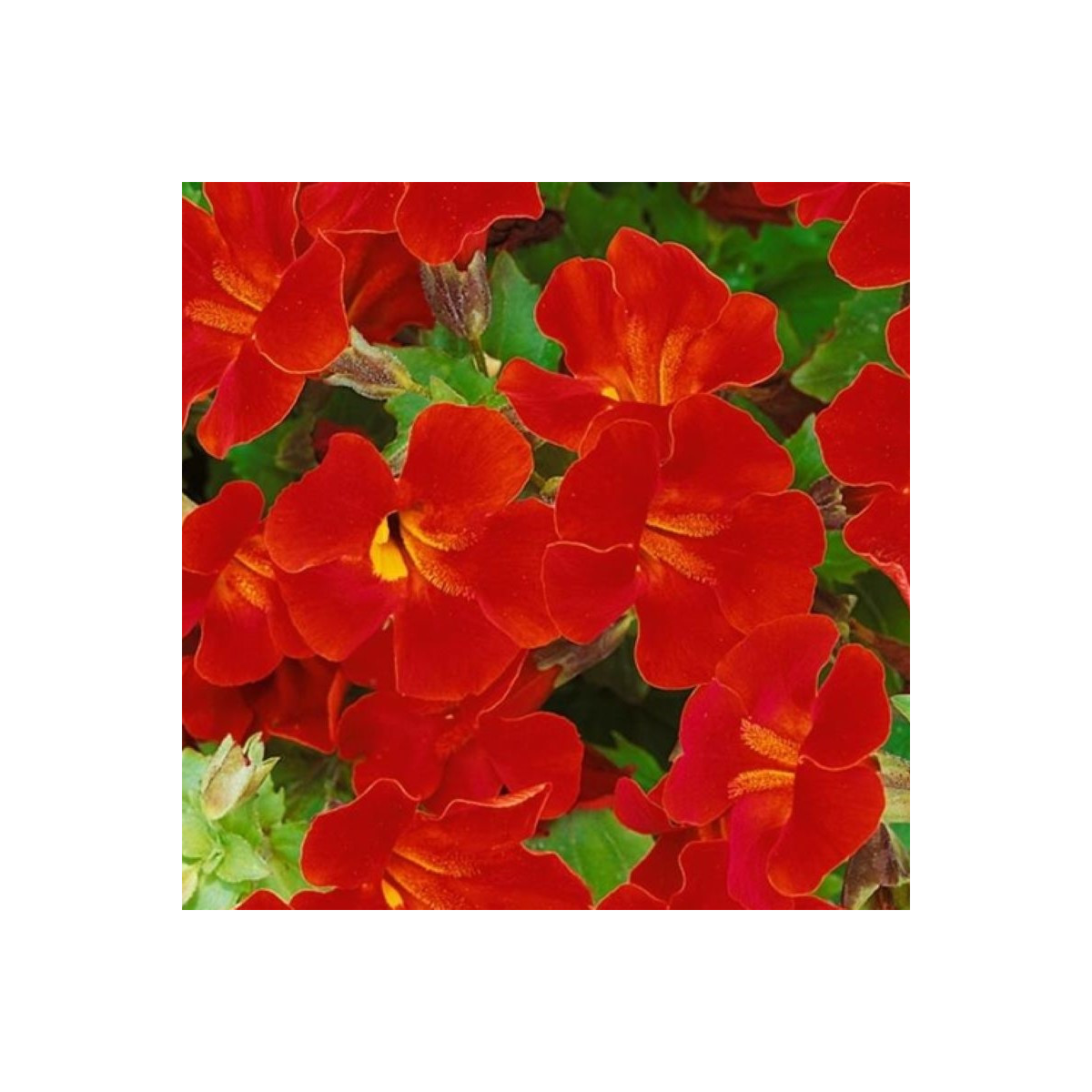 Čarodejka Magic Red - Mimulus hybridus - predaj semien - 30 ks