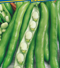 Bôb obyčajný Perla - Vicia faba - predaj semien - 20 ks