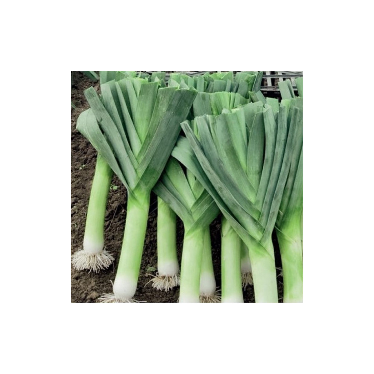 Pór Herbstriesen 2 - Allium porrum - predaj semien - 200 ks