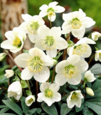 Čemerica biela - Helleborus niger - voľnokorenné sadenice čemeríc - 1 ks