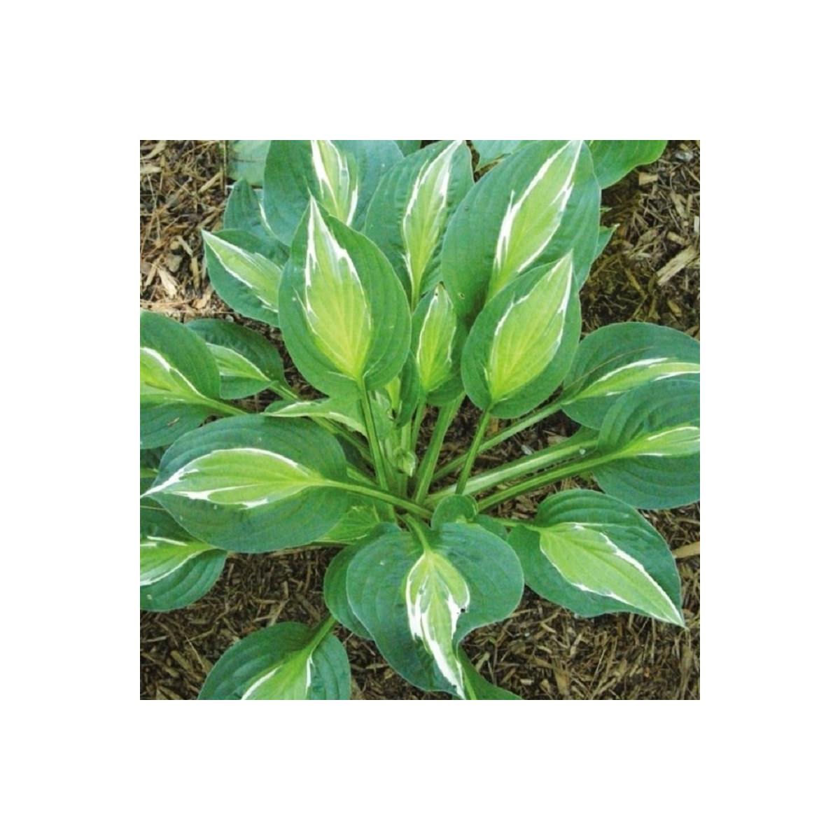 Funkia - Hosta Snake Eyes - predaj cibuľovín - 1 ks