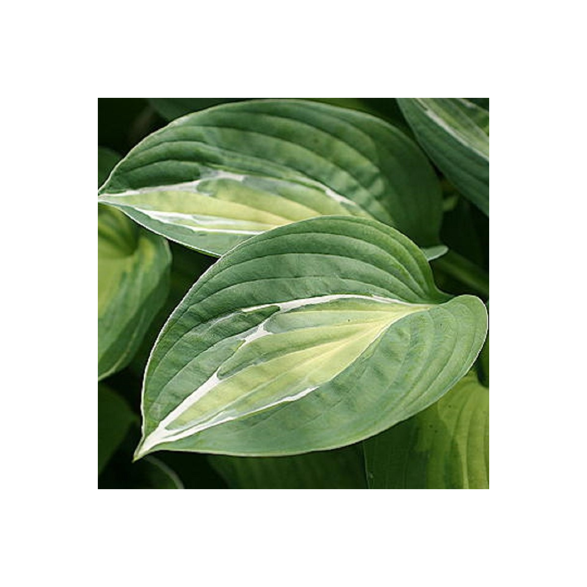 Funkia - Hosta Snake Eyes - predaj cibuľovín - 1 ks