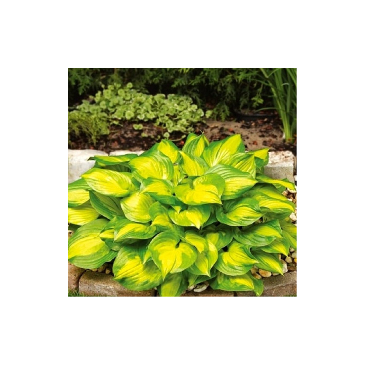 Funkia - Hosta Banana Bay - predaj cibuľovín - 1 ks