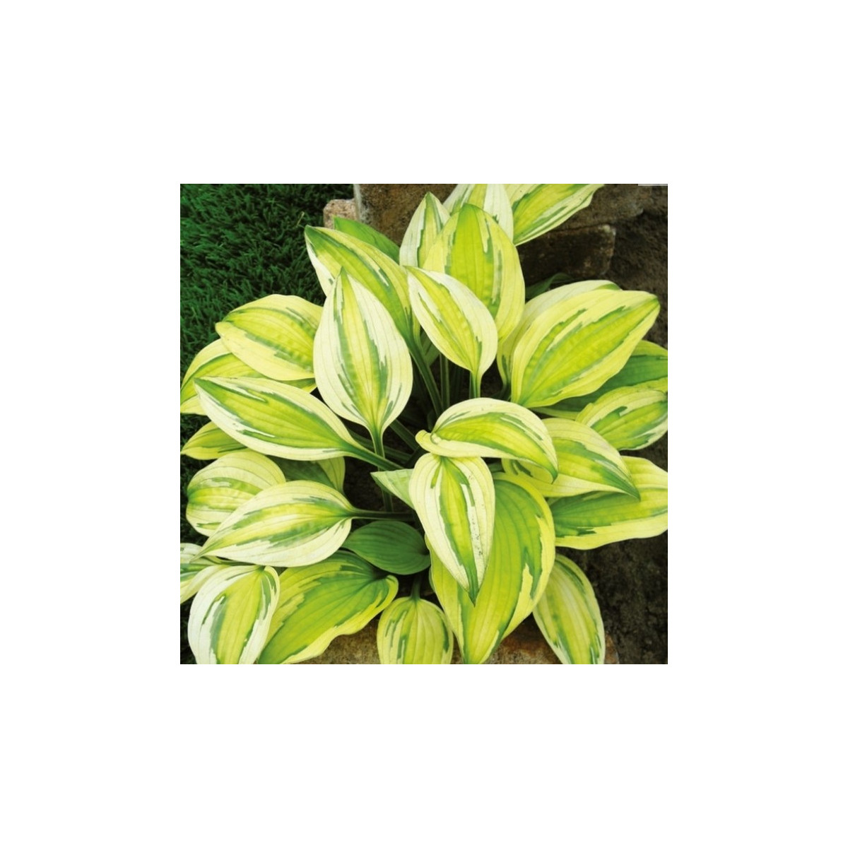 Funkia - Hosta Captains Adventure - predaj cibuľovín - 1 ks