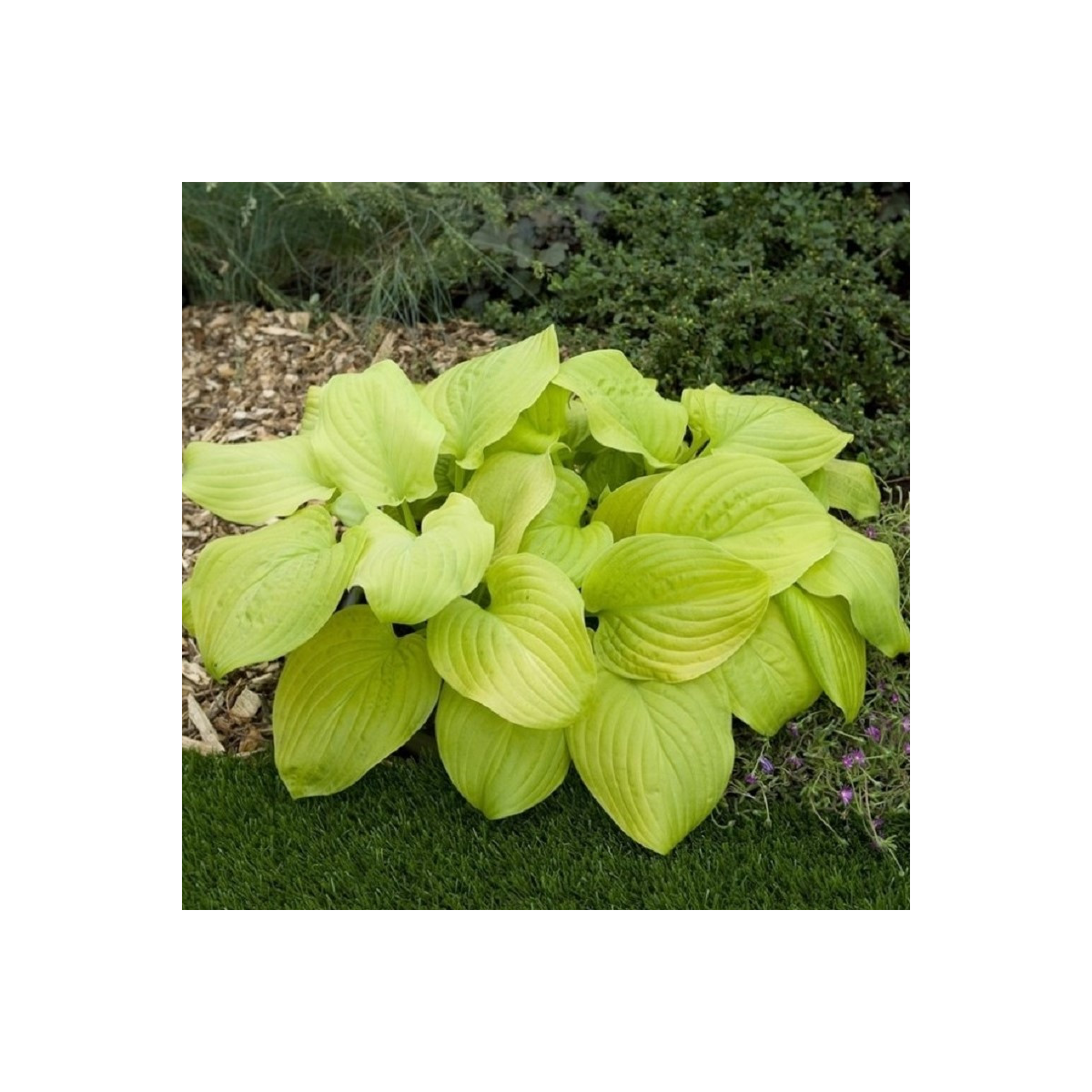 Funkia - Hosta Tortilla Chip - predaj cibuľovín - 1 ks