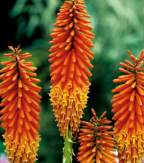 Mnohokvet oranžový - Kleopatrina ihla - Kniphofia - predaj jednoducho korenených sadeníc - 1 ks