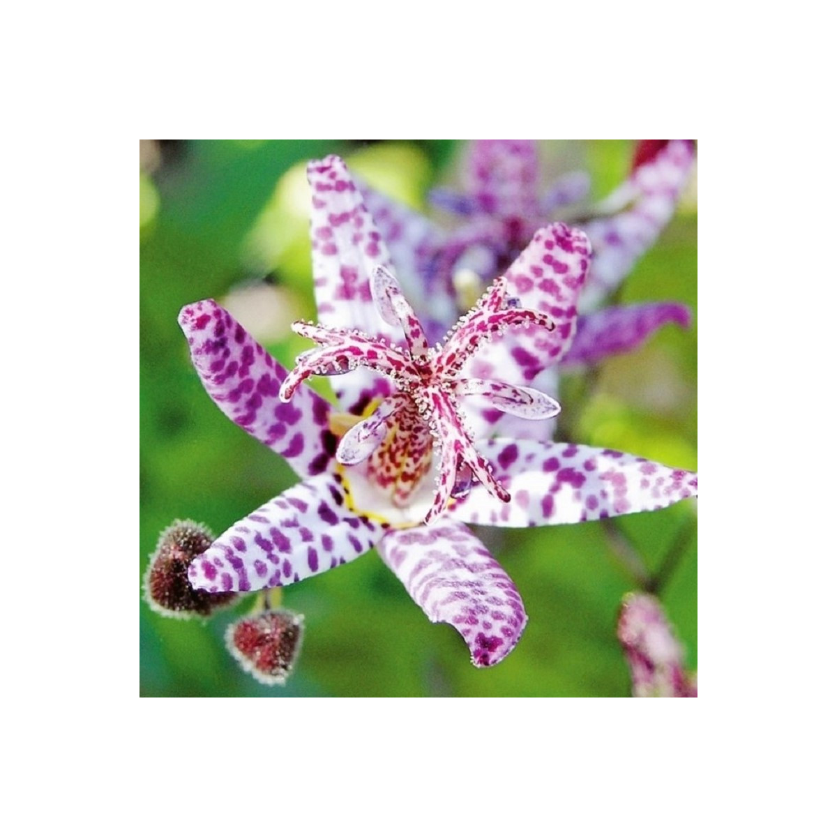 Ľaliovka Dark Beauty - Tricytris formosana - voľnokorenné sadenice ľaliovky - 1 ks