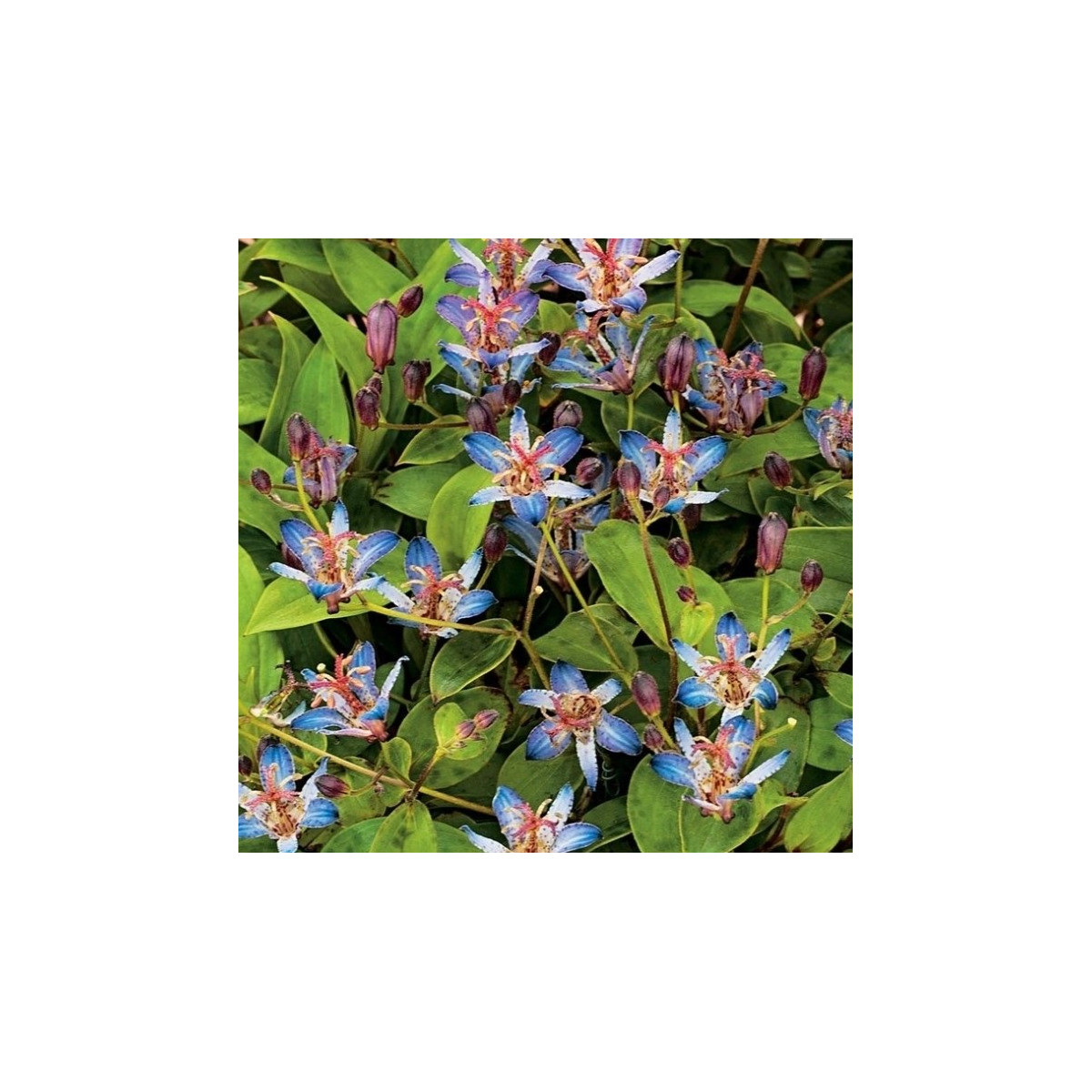 Ľaliovka srstnatá Tojen - Tricyrtis hirta - predaj jednoducho korenených sadeníc - 1 ks