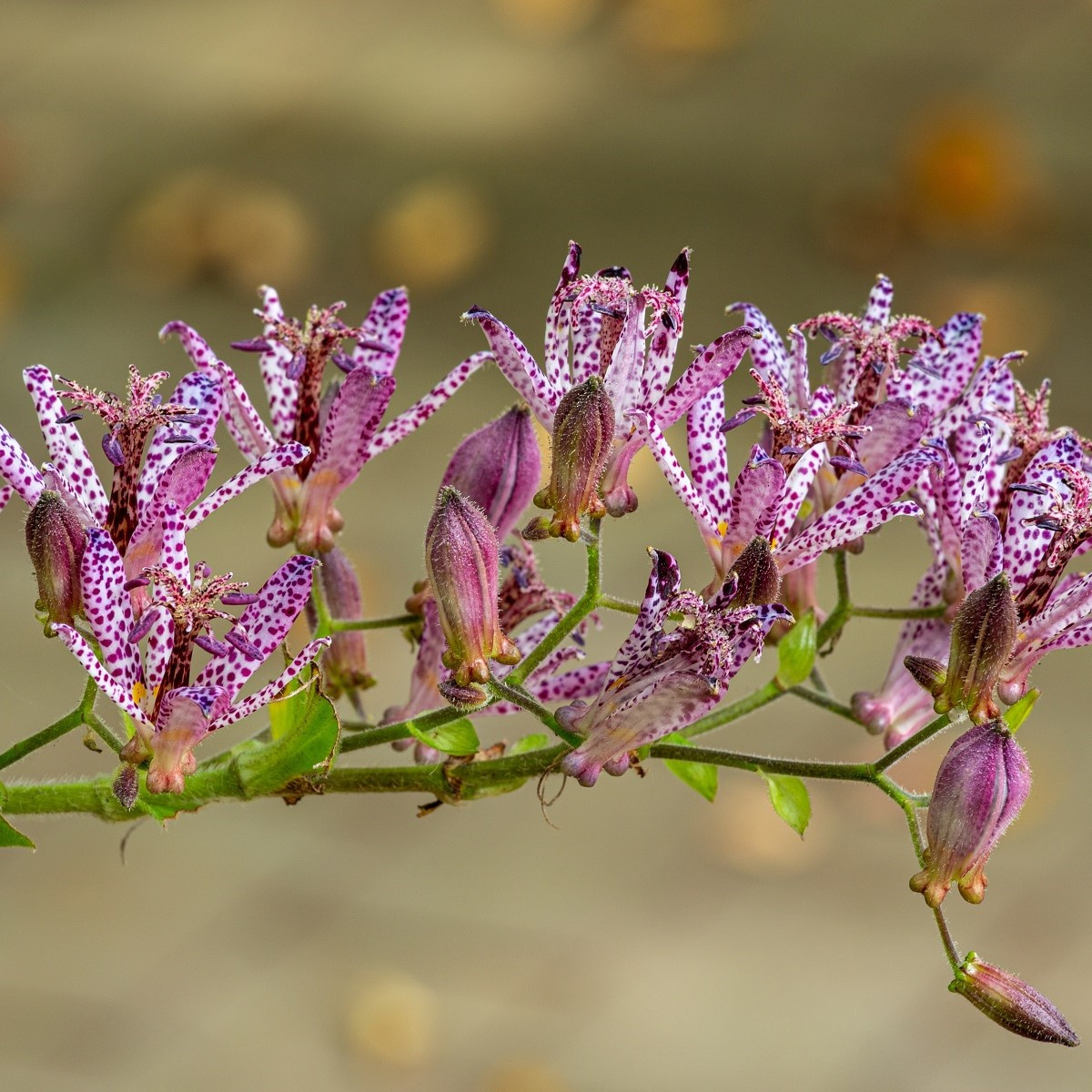 Ľaliovka srstnatá - Tricyrtis hirta - predaj jednoducho korenistých sadeníc - 1 ks