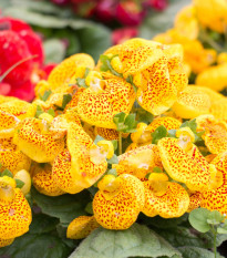Papučka celolistá - Calceolaria Andina - semiačka - 5 ks