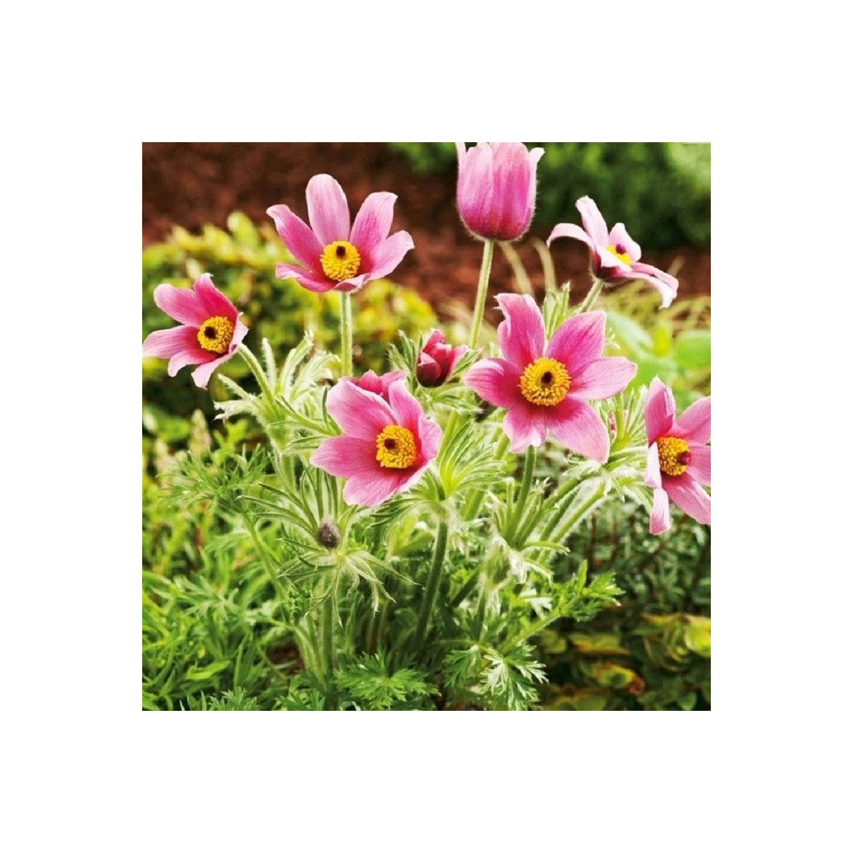 Poniklec ružový - Pulsatilla - voľnokorenné sadenice poniklecov - 1 ks