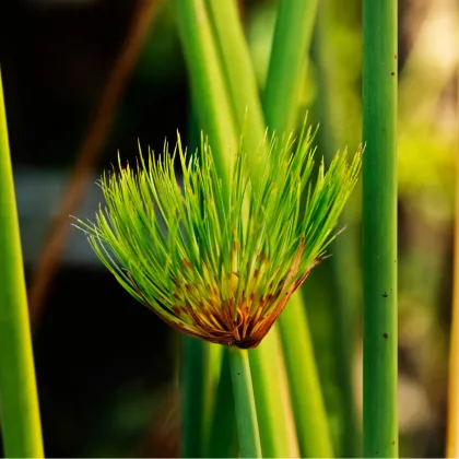 Šachor papyrusový - Cyperus papyrus - semiačka - 8 ks
