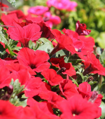 Petúnia Musica Red F1 - Petunia x grandiflora - predaj semien - 30 ks