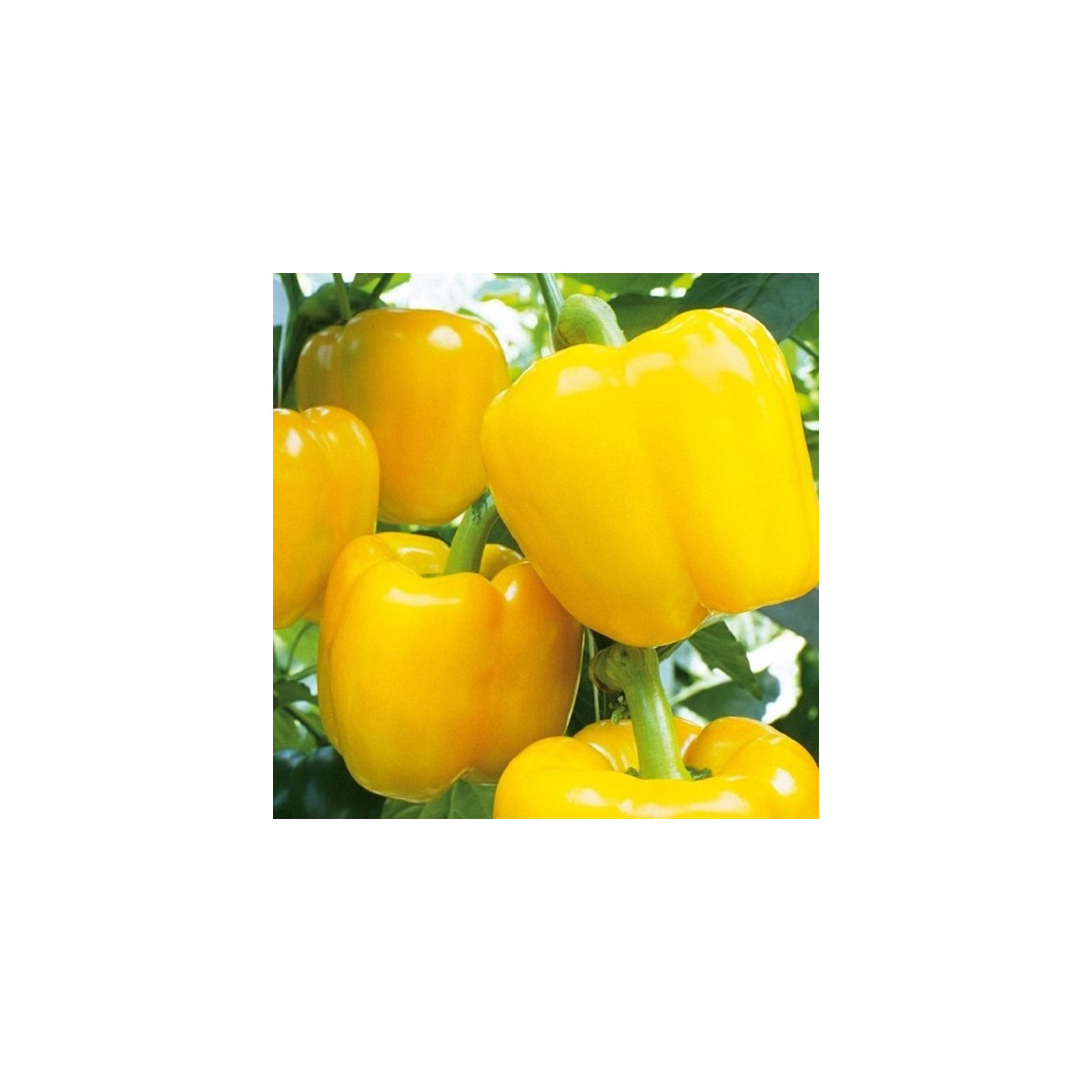 Paprika Beluga Yellow F1 - Capsicum annuum - predaj semien - 5 ks