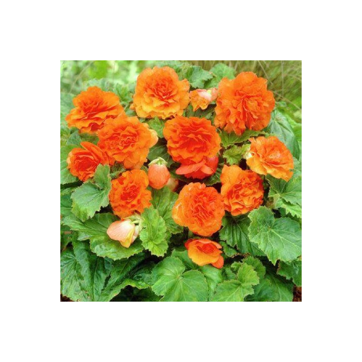 Begónie Nonstop F1 Orange - Begonia tuberhybrida - predaj semien - 20 ks