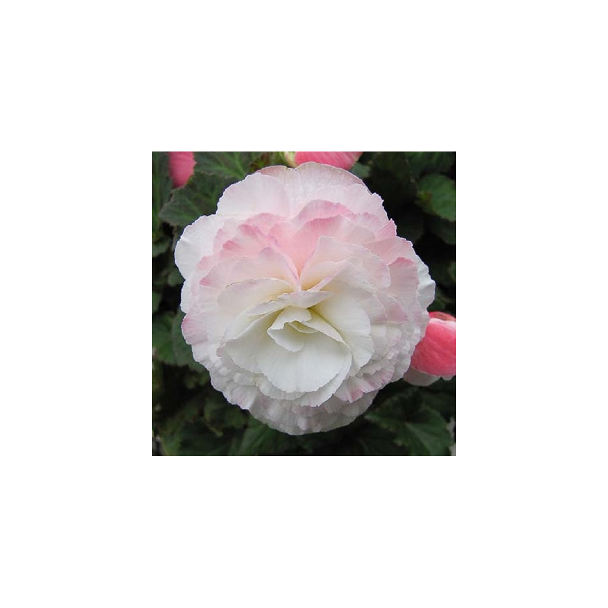 Begónia Nonstop F1 Appleblossom - Begonia tuberhybrida - predaj semien - 20 ks