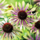 Echinacea Green Twister - Echinacea purpurea - voľnokorenné sadeničky echinacey- 1 ks