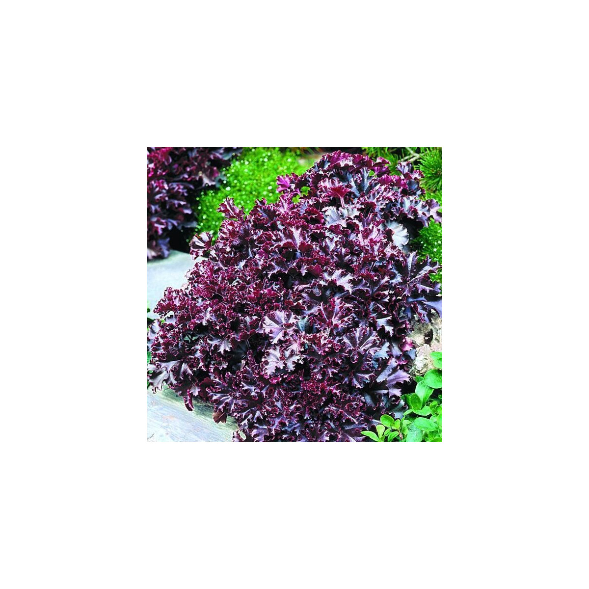 Heuchera Melting Fire - Heuchera - predaj semien - 15 ks