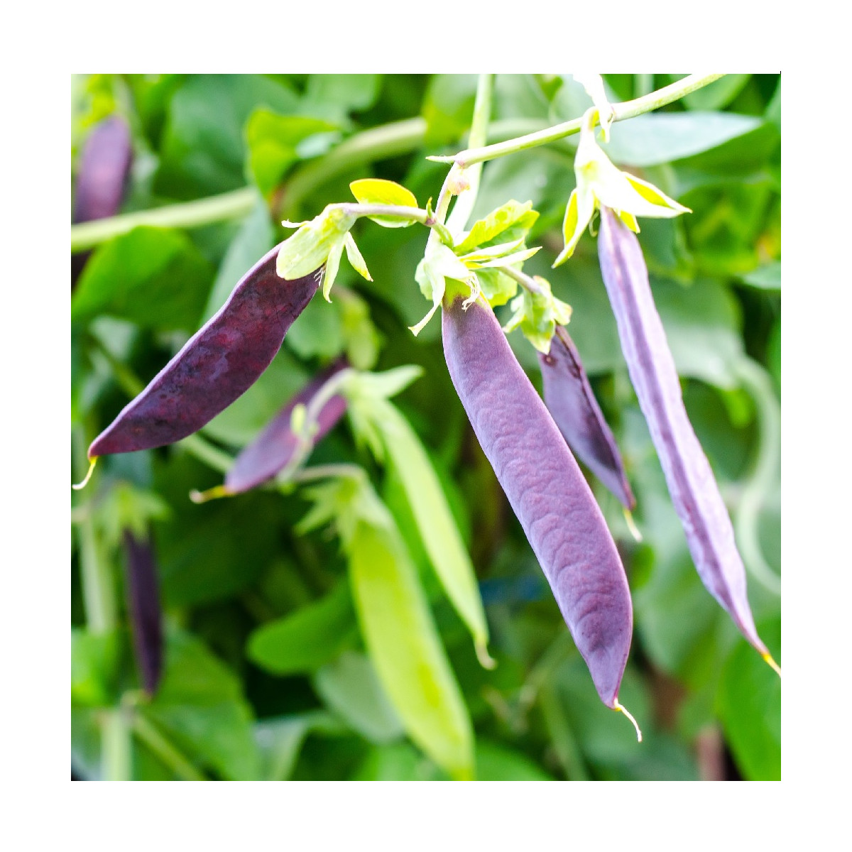 Hrach fialový Shiraz - Pisum sativum - predaj semien - 30 ks