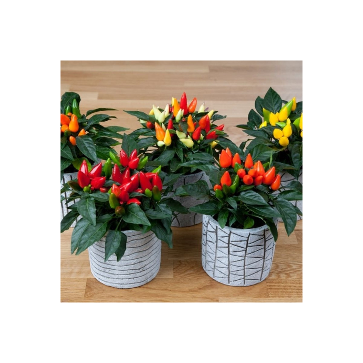 Okrasná paprika Salsa Mix - Capsicum annuum - predaj semien - 7 ks