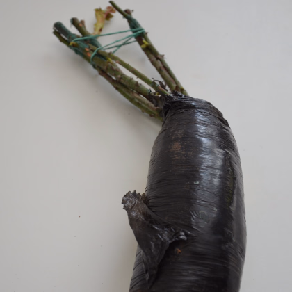 Ruža veľkokvetá kríčková červená - Rosa - voľnokorenné sadeničky ruží - 1 ks