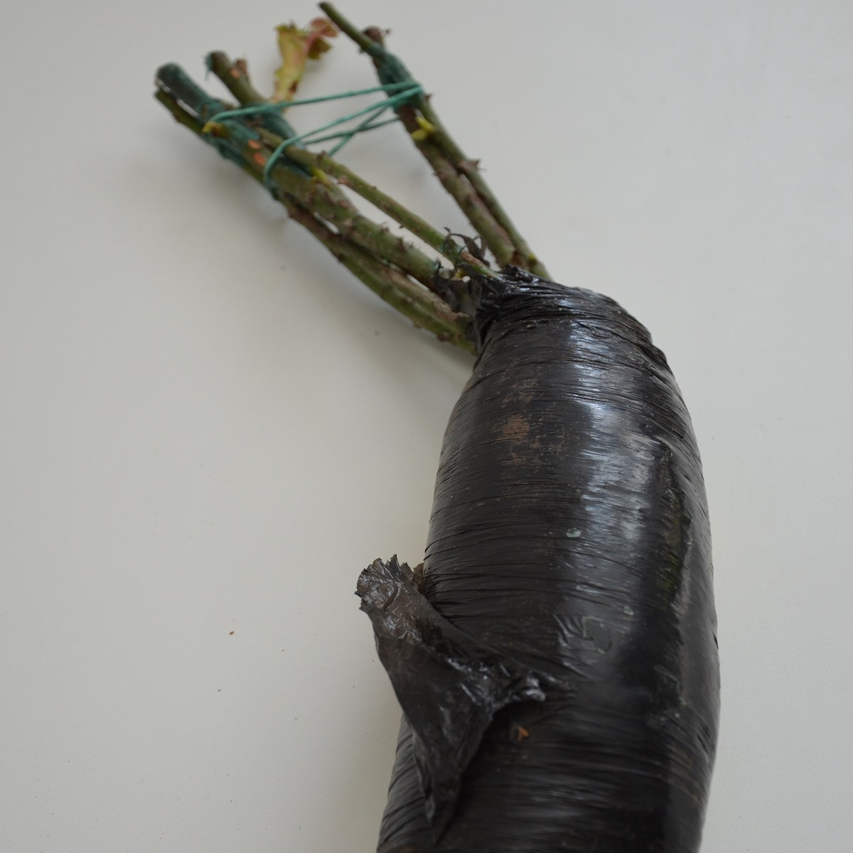 Ruža veľkokvetá kríčková červená - Rosa - voľnokorenné sadeničky ruží - 1 ks