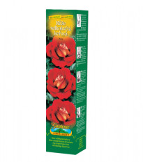 Ruža veľkokvetá kríčková červenožltá - Rosa - voľnokorenné sadeničky ruží - 1 ks