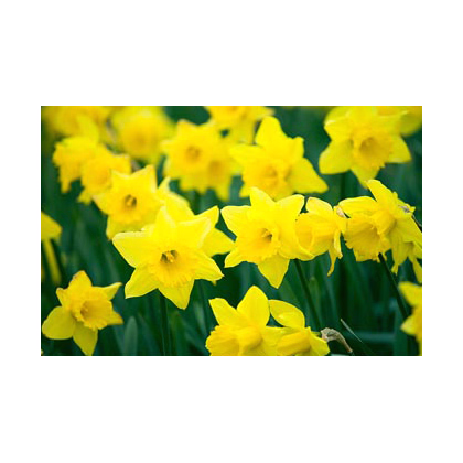 Narcis - Tamara - cibuľky - 3 ks