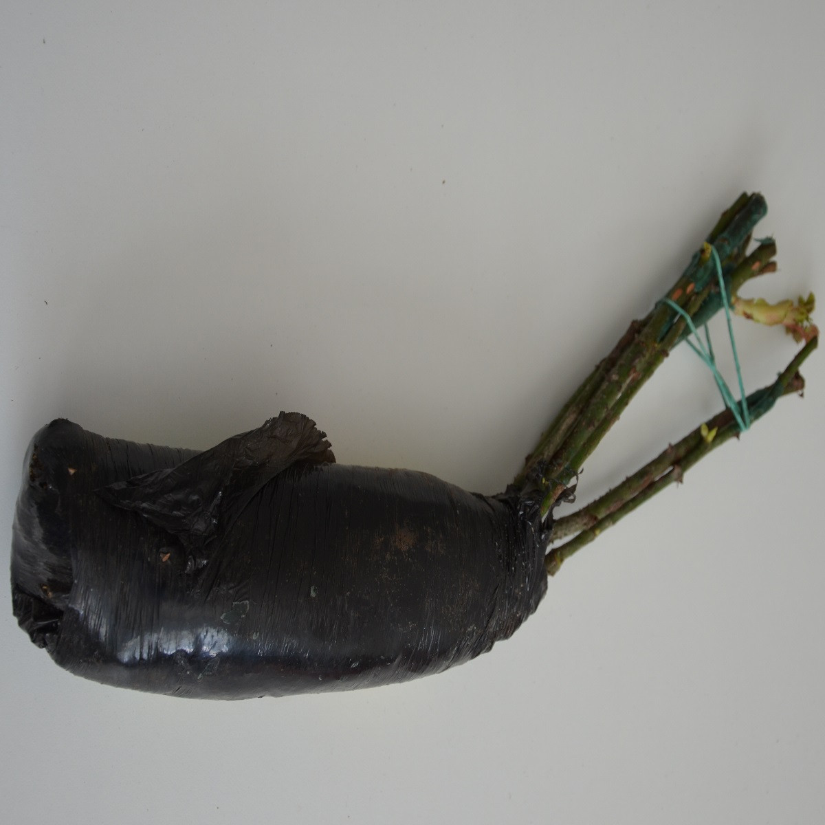 Ruža veľkokvetá pnúca ružová - Rosa - voľnokorenné sadeničky ruží - 1 ks