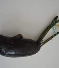 Ruža záhonová tmavoružová - Rosa - voľnokorenné sadenice ruží - 1 ks