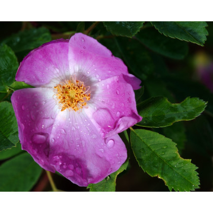 Ruža nutkanská - Rose nutkana - semiačka - 5 ks