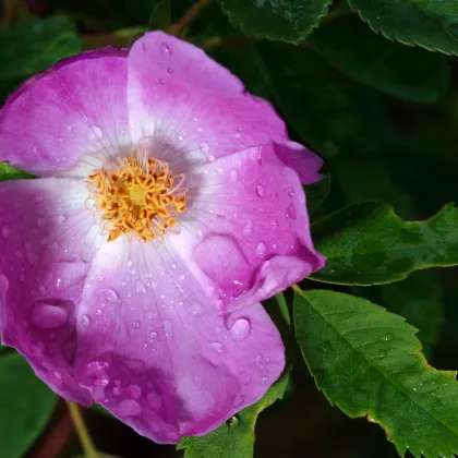 Ruža nutkanská - Rose nutkana - semiačka - 5 ks
