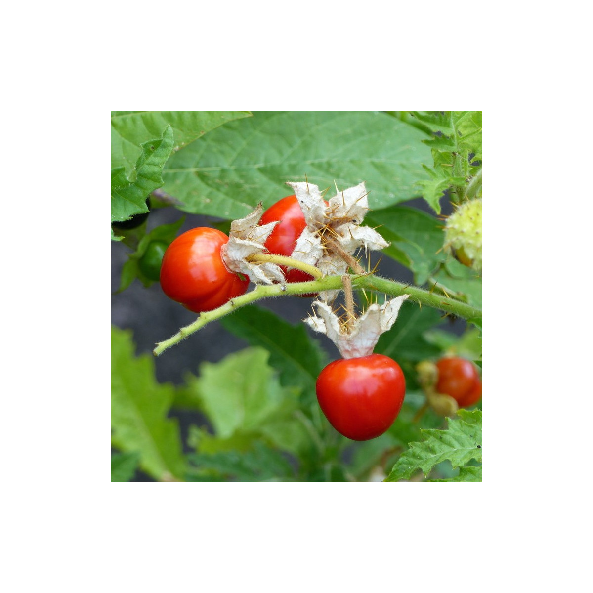 Paradajka Liči - Solanum sisymbrifolium -  Semená rajčiaka - 6 ks