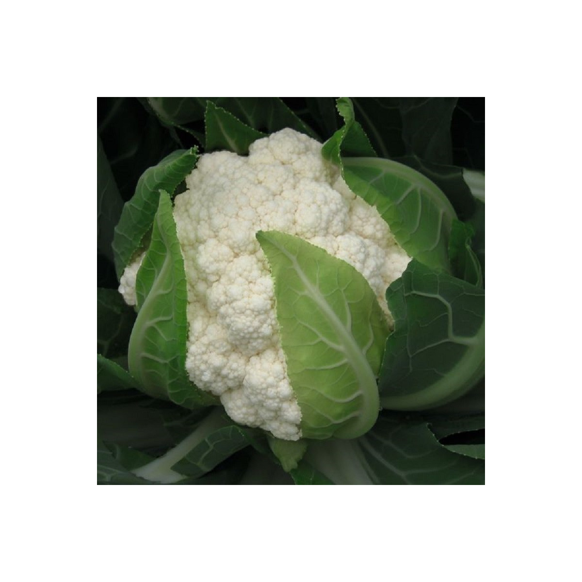 BIO Karfiol Flamenco F1 - Brassica oleracea - bio predaj semien - 15 ks