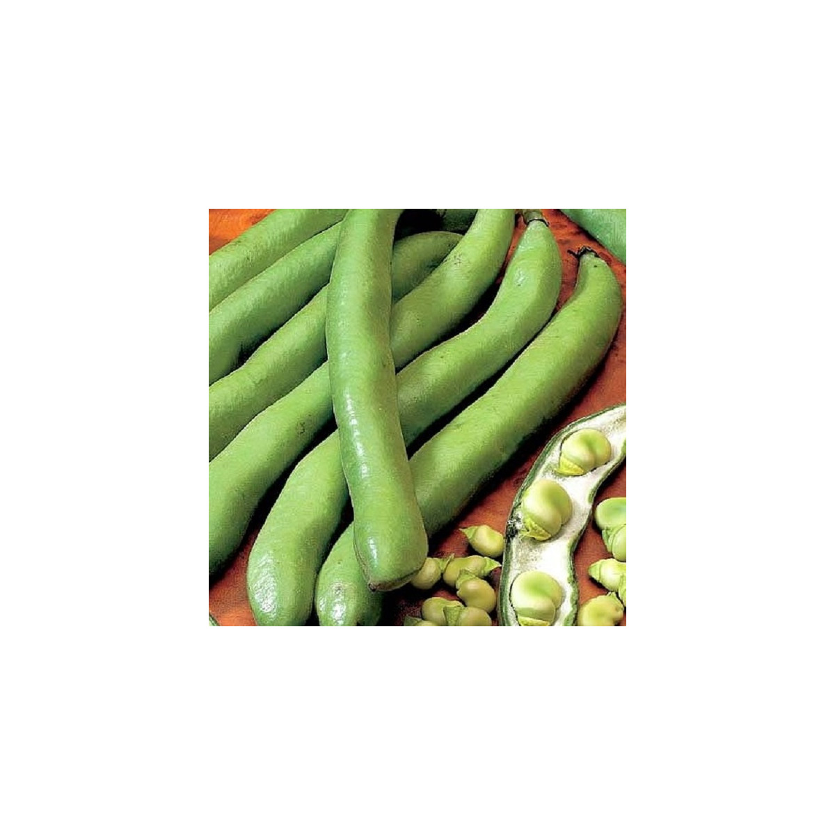 BIO Bôb Hangdown - Vicia faba - bio predaj semien - 20 ks